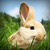 /album/napcocknarri1972/photolia-a03-jpg/